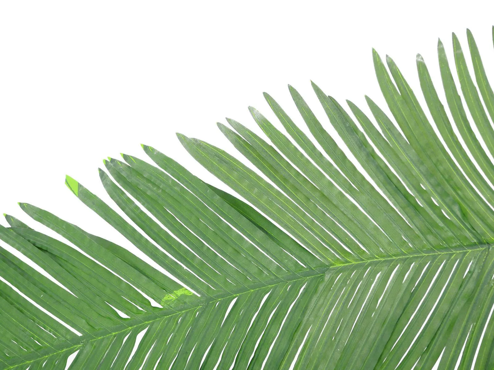 Europalms Coconut king palm branch artificial 180cm