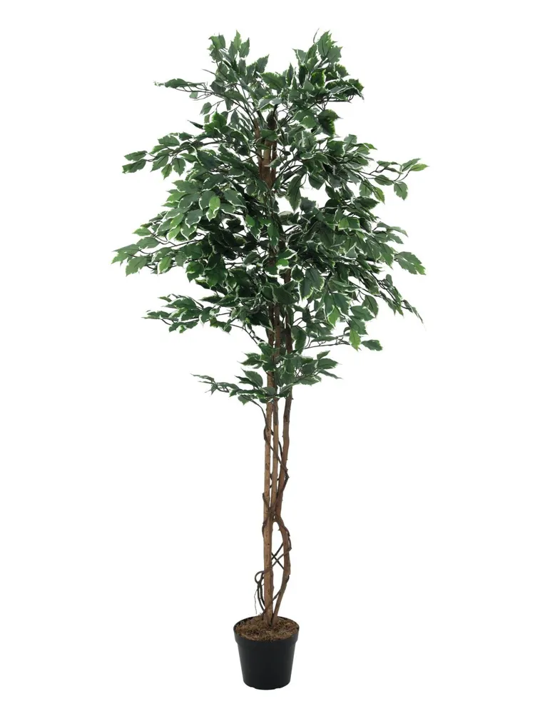 Europalms Variegated Ficus, artificial plant, 180cm