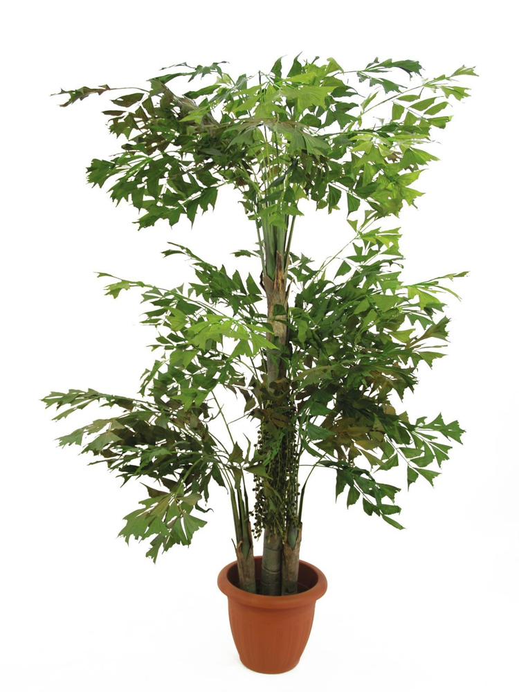 Europalms Fishtail bush, artificial plant, 380cm