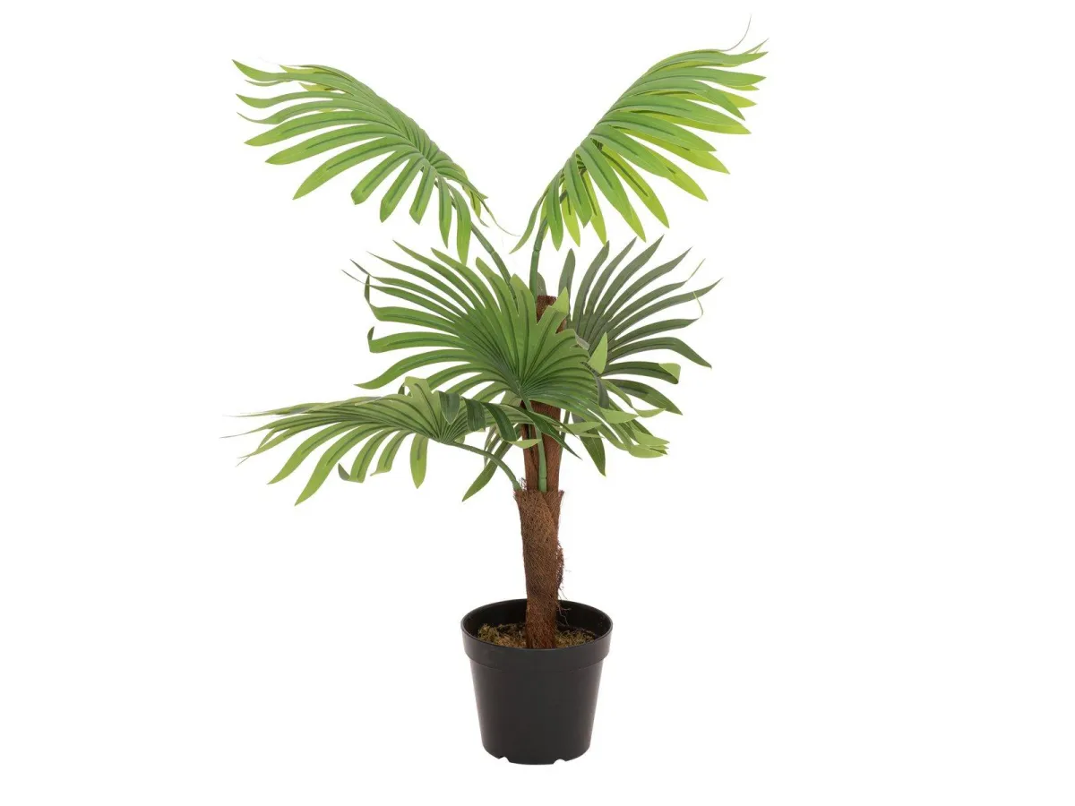 Europalms Fan Palm 88cm