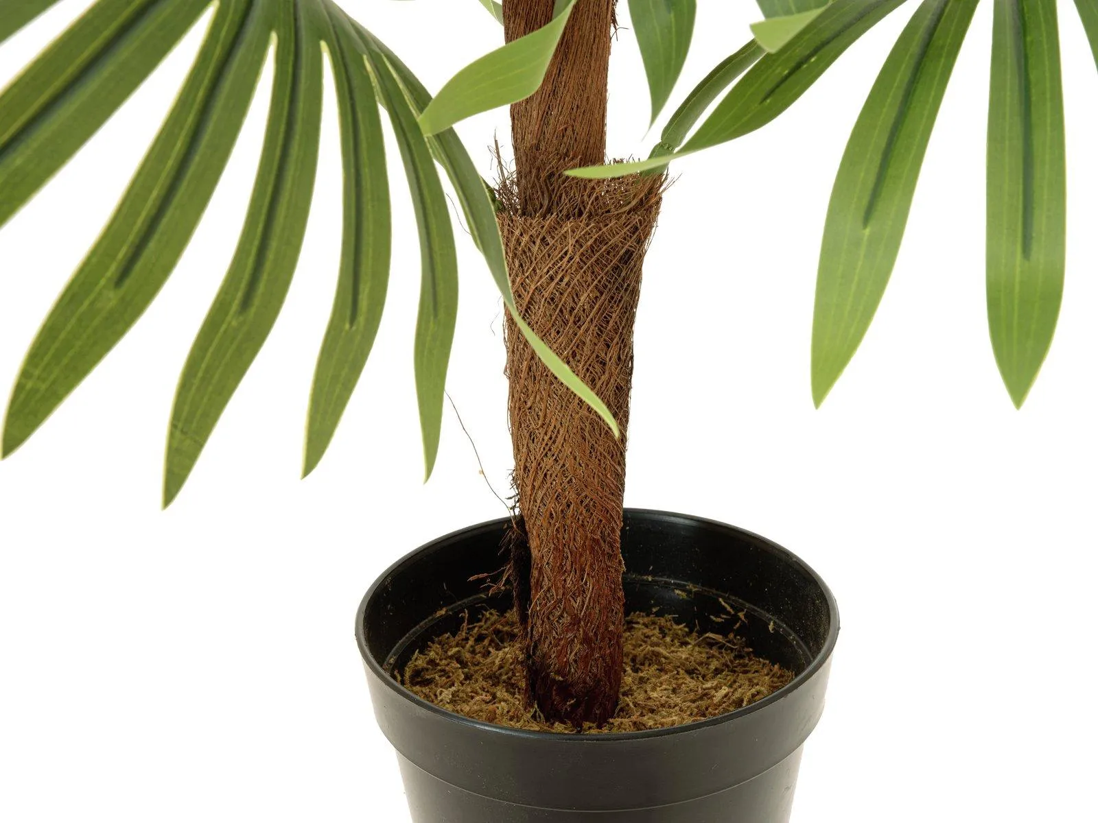 Europalms Fan Palm 88cm