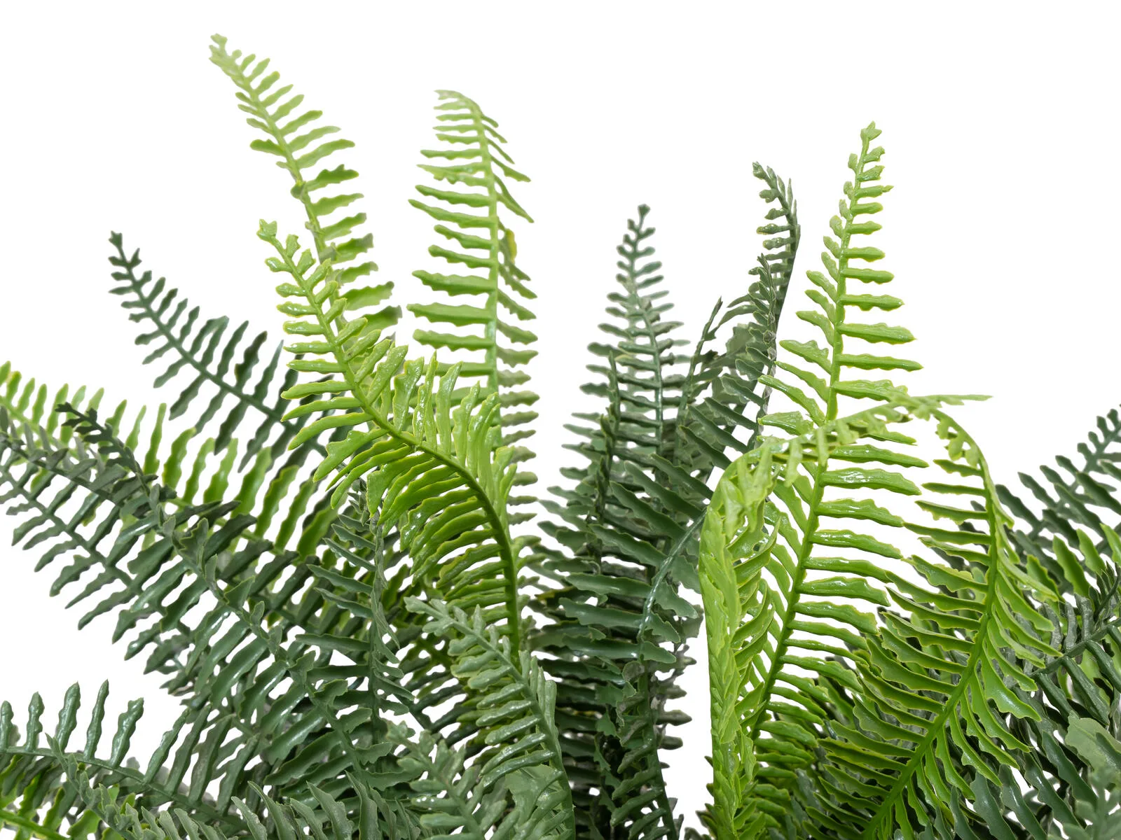 Europalms Ruffle Fern 38cm
