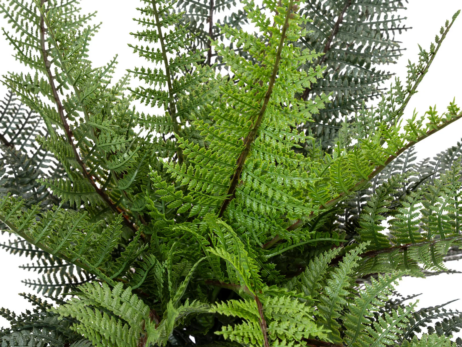Europalms Boston Fern Artificial Plant 50cm