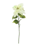 Europalms Poinsettia, cream, 70cm
