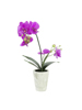 Europalms Orchid arrangement 3, artificial